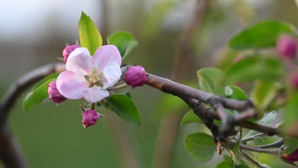 Flor rosa sobre manzano — Vídeo de stock