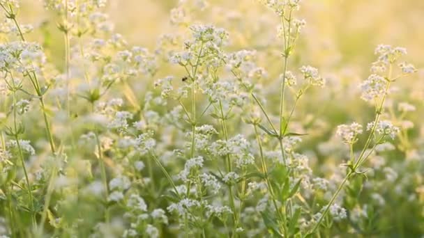 Beyaz çiçekli yaz çayırı — Stok video