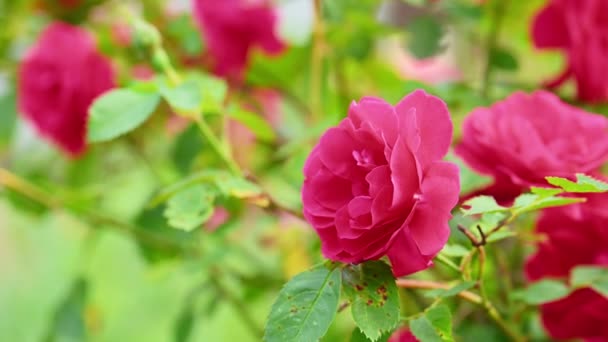Czerwony kwiat róży — Wideo stockowe