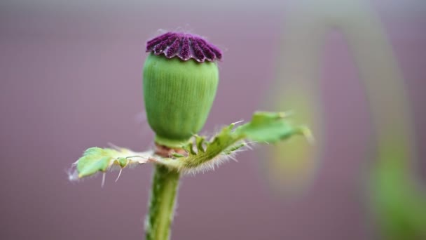 Scatola di semi di papavero verde tremante nella brezza. 4K — Video Stock