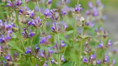 Bahçede çiçek açan adaçayı