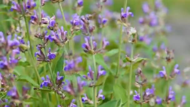 Blommande salvia i trädgården — Stockvideo