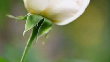 Beyaz gülün makro ayrıntıları