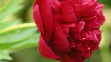 Kırmızı şakayık çiçeği Peeonia Resmi