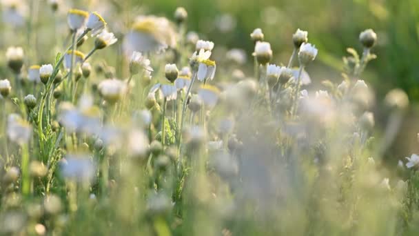 Rumianek kwiaty łąka zbliżenie — Wideo stockowe