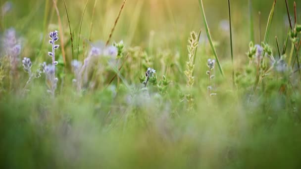 Fondo de hierba y flores silvestres — Vídeo de stock