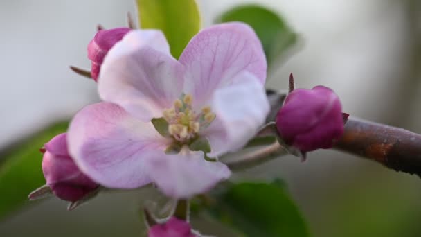 Flor rosa na macieira — Vídeo de Stock