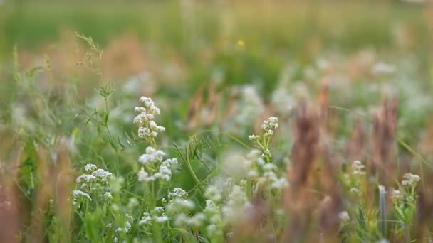 夏天的草地，开着白花 — 图库视频影像