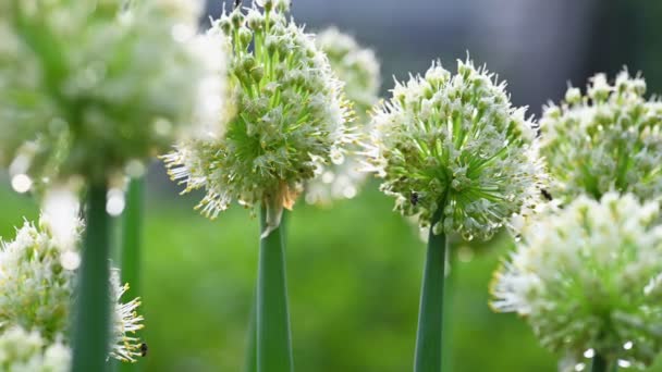 White Allium okrągłe kwiaty tło — Wideo stockowe