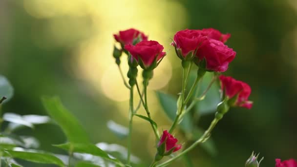 Rosas vermelhas spray sobre verde — Vídeo de Stock