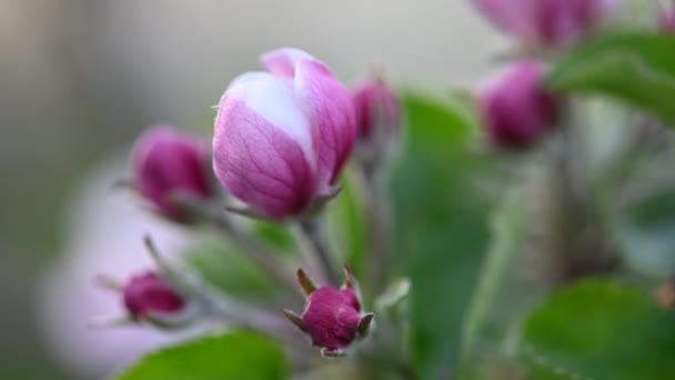 Fleur de pomme rose et blanche — Video