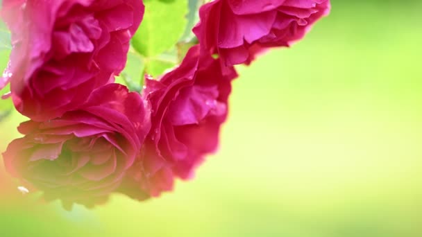 Röd blomma av te ros — Stockvideo