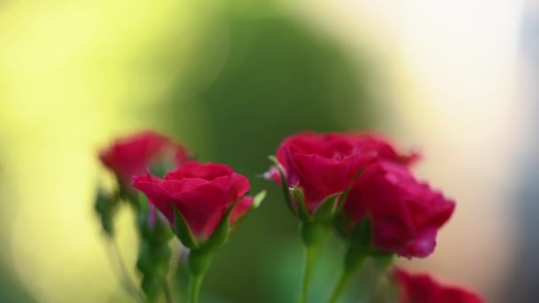 Rosas rociadas rojas sobre borrosas — Vídeo de stock