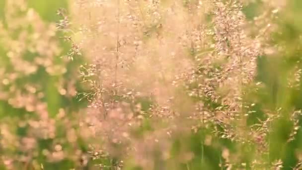 Prado de hierba dorada al amanecer — Vídeo de stock