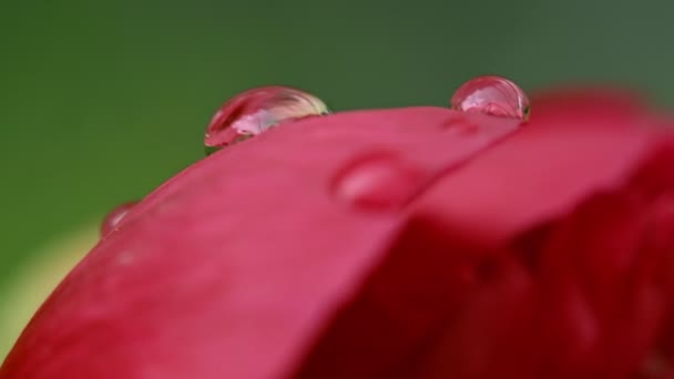 Gouttes de pluie sur pétale rouge — Video