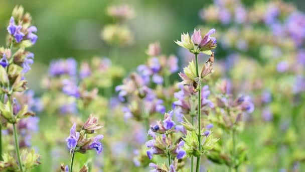 Salvia floreciente en el jardín — Vídeos de Stock