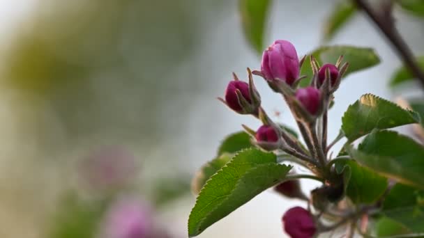 Roze appel bloesem macro achtergrond — Stockvideo