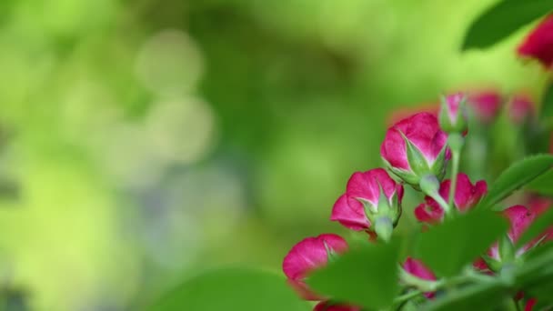 Yeşil üzerine pembe sprey güller — Stok video
