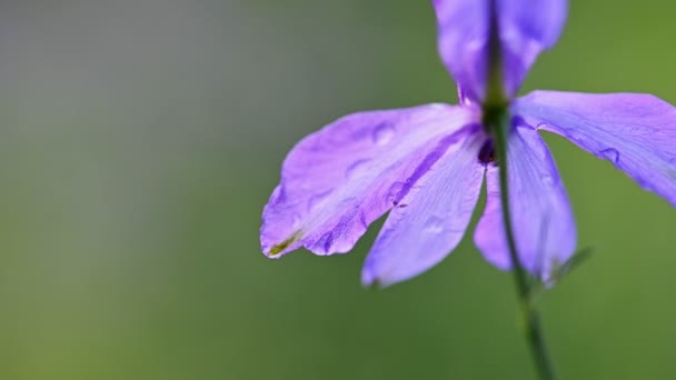 Consolida regalis, vidlice larkspur květ — Stock video