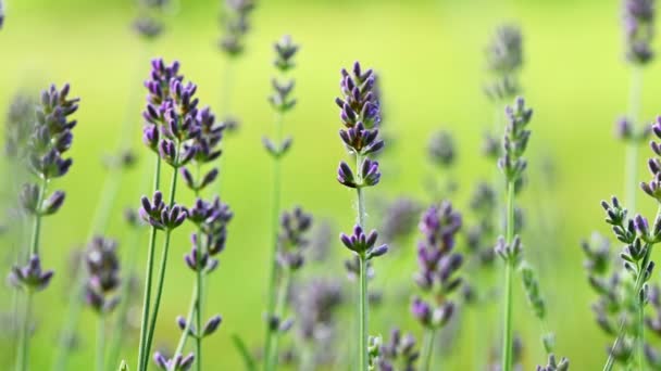 Delicate bloeiende lavendel bloemen closeup — Stockvideo