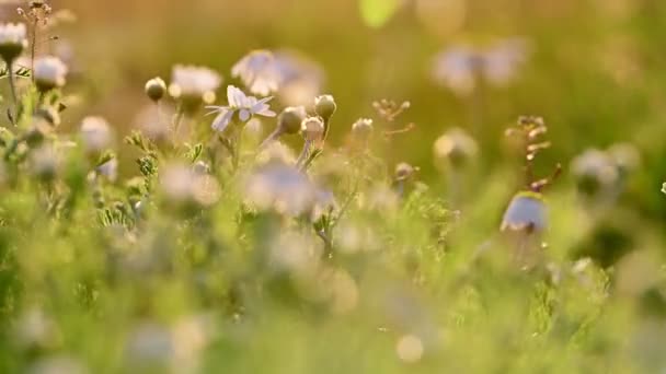 Kamille bloemen weide close-up achtergrond — Stockvideo