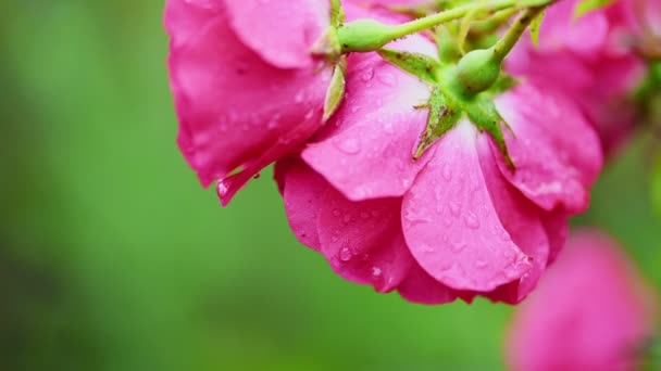 Красный цветок чайной розы — стоковое видео