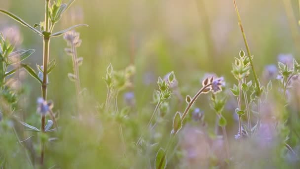 Дикая трава и цветы фон — стоковое видео