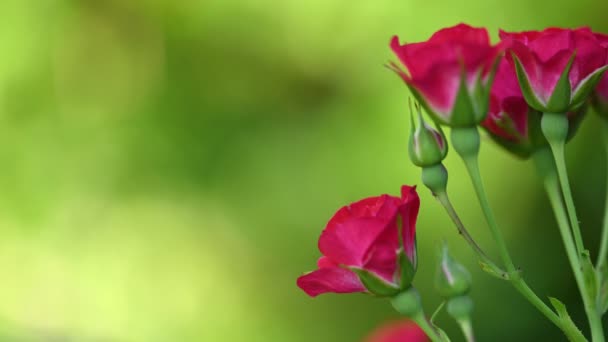 Pink spray roses over green — Stock Video