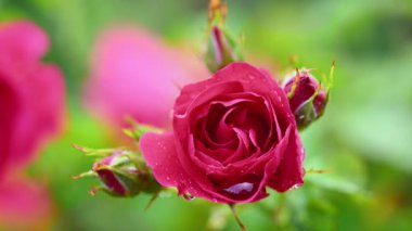 Yağmurdan sonra kırmızı çiçek kapanıyor.