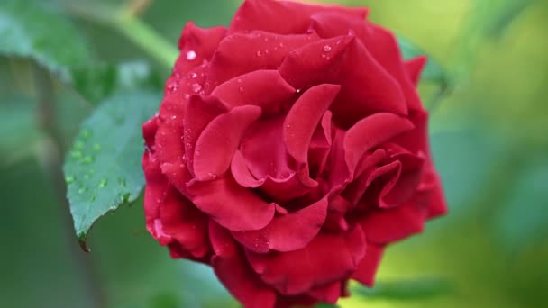 Rosa roja después del fondo de lluvia — Vídeos de Stock