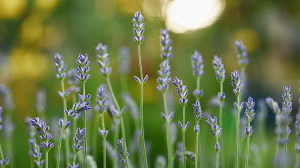 Zarte blühende Lavendelblüten in Nahaufnahme — Stockvideo