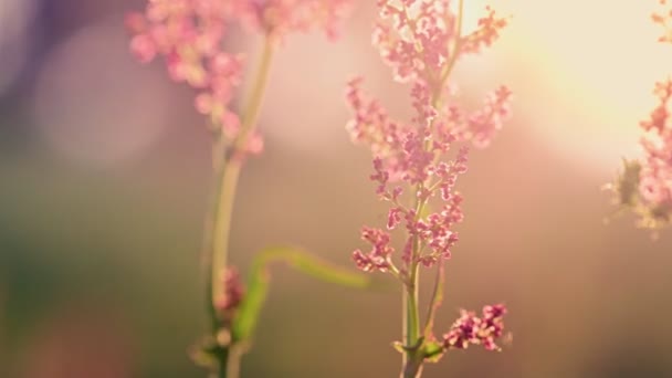 Herbes de prairie avec fond de lever de soleil — Video