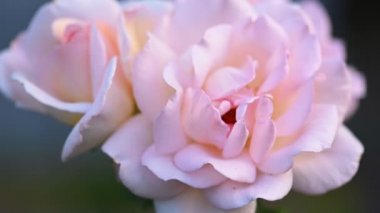 Bahçede pembe beyaz gül