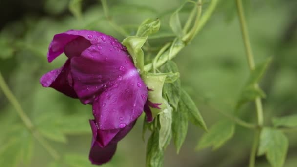 Flor de peônia roxa após a chuva — Vídeo de Stock