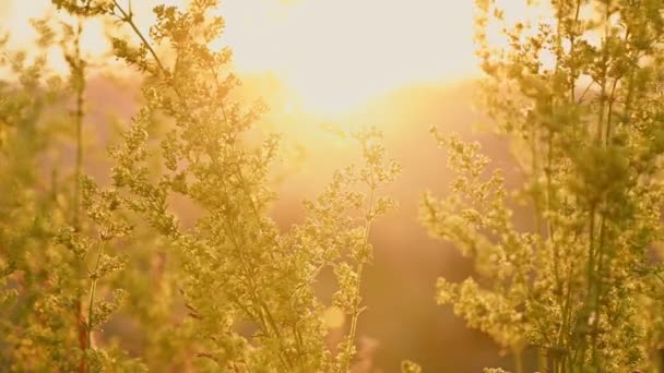 Κίτρινα ανθισμένα αγριολούλουδα Galium verum — Αρχείο Βίντεο