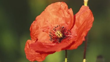 Arı tozlayan kırmızı gelincik çiçeği