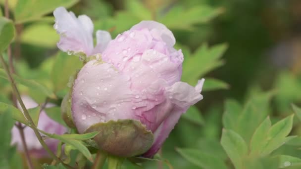 Rózsaszín bazsarózsa virág eső után — Stock videók