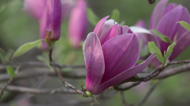 Vackra Magnolia blommor våren blomma — Stockvideo