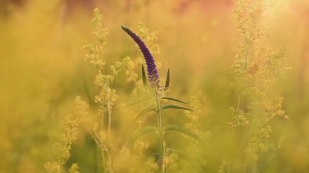 Veronica longifolia στο λιβάδι — Αρχείο Βίντεο