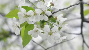 İlkbaharda açan kiraz ağaçları