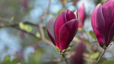 Mor manolya çiçekleri İlkbahar çiçekleri