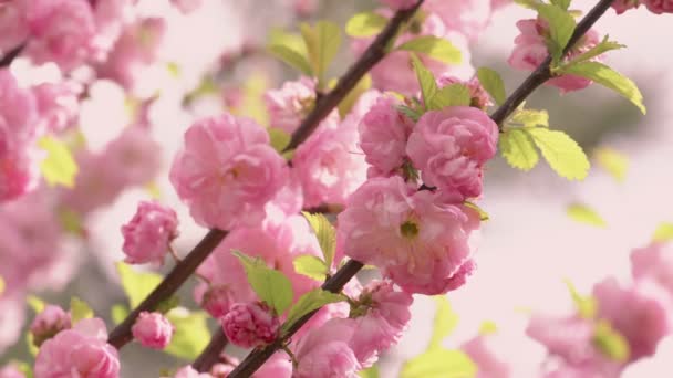 Prunus triloba "Multiplex" in bloom — Stock Video