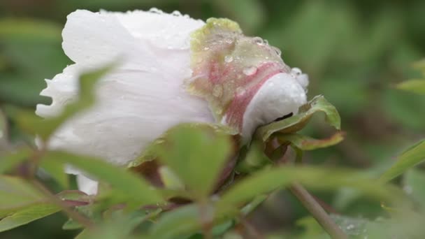 Fehér bazsarózsa virág eső után — Stock videók