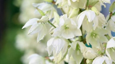 Su damlalı Yukka çiçekleri.