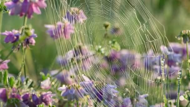 Pókháló a virágokon — Stock videók