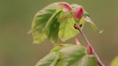 Bahar ıhlamur ağacı arkaplanı