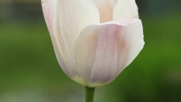 光彩夺目的白色郁金香头细节 — 图库视频影像