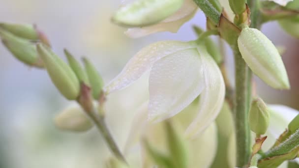 Flores de yuca con gotas de agua. — Vídeos de Stock