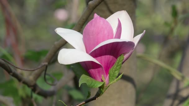 Fioletowe kwiaty magnolii wiosenny kwiat — Wideo stockowe