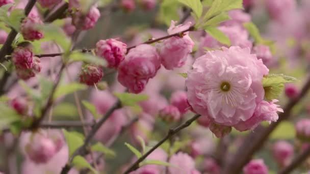 Prunus triloba "Multiplex" in bloei — Stockvideo